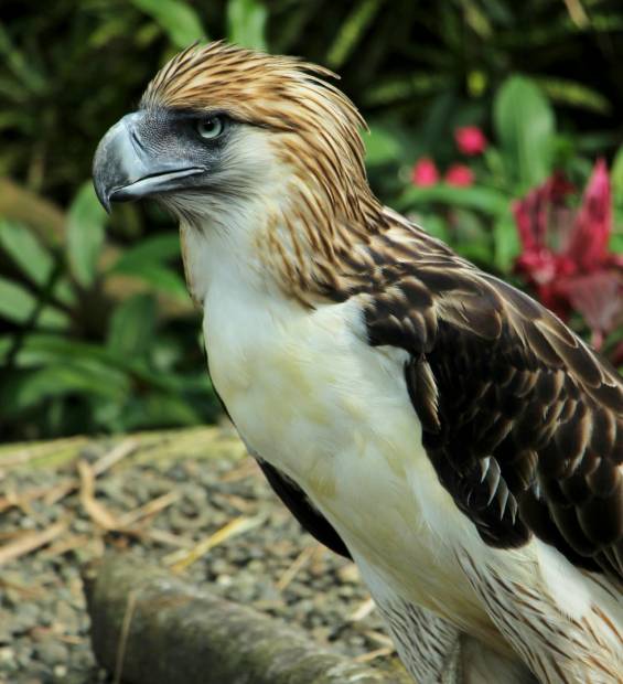 biodiversity_wildlife