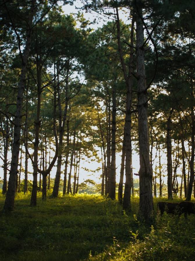 forest protection_
