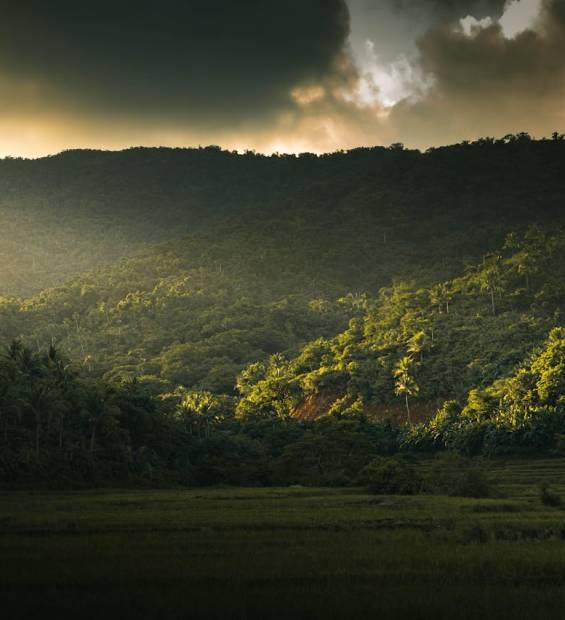 forest protection_003